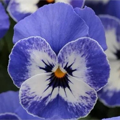 گل بنفشه حنایی