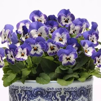 گلدان گل بنفشه حنایی