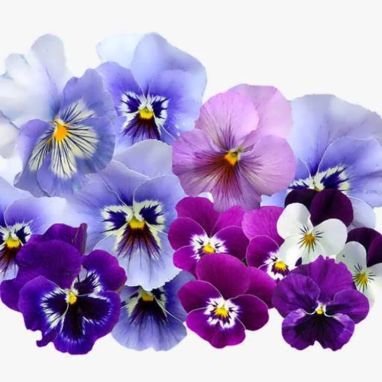 مجموعه گل بنفشه حنایی