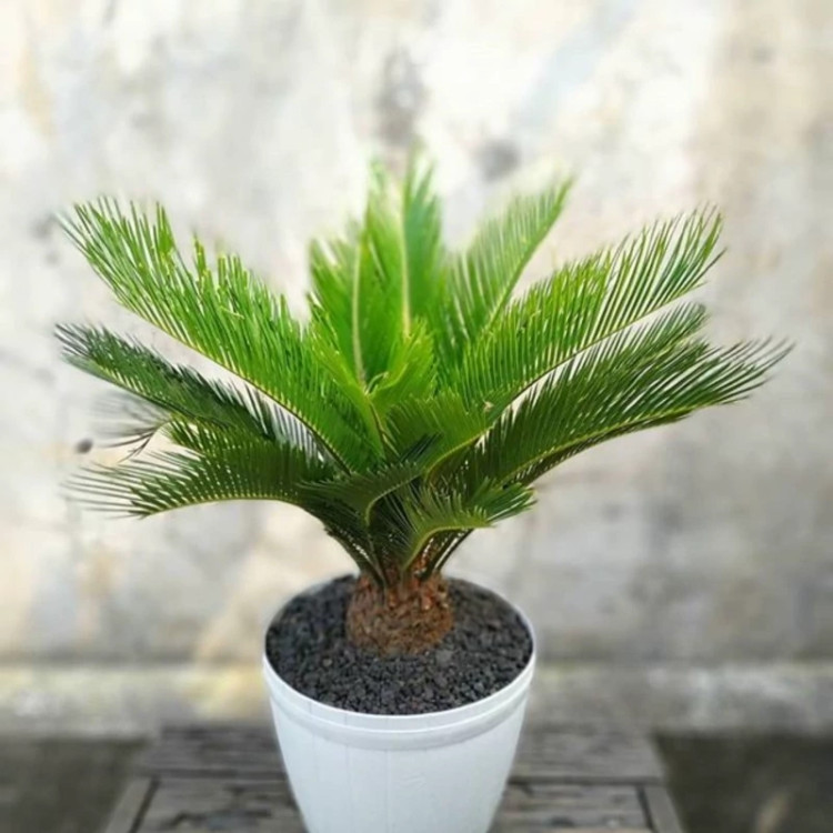 گلدان درختچه سیکاس