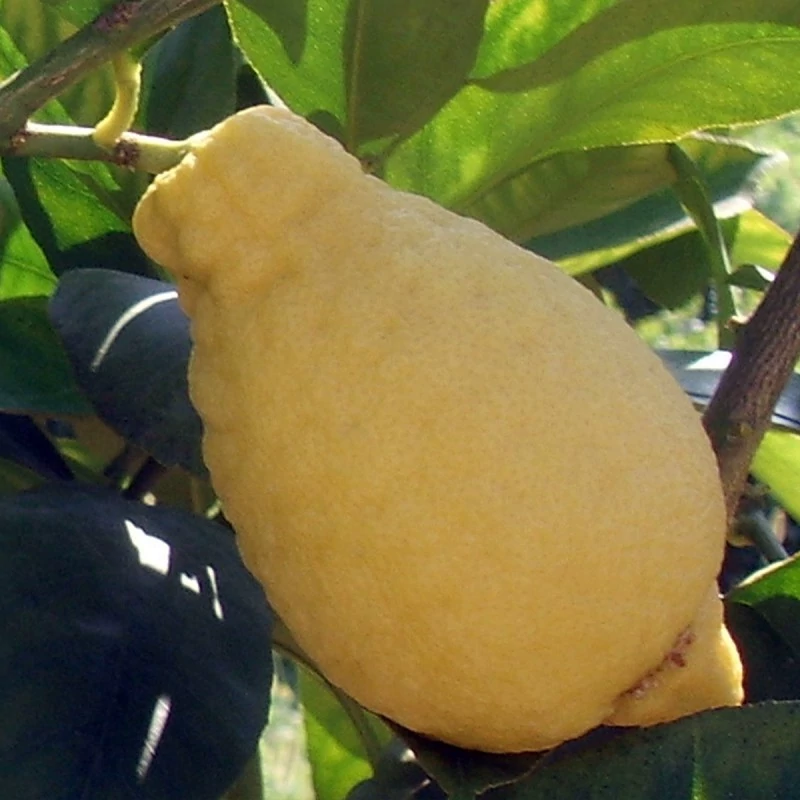 لیموترش گلابی