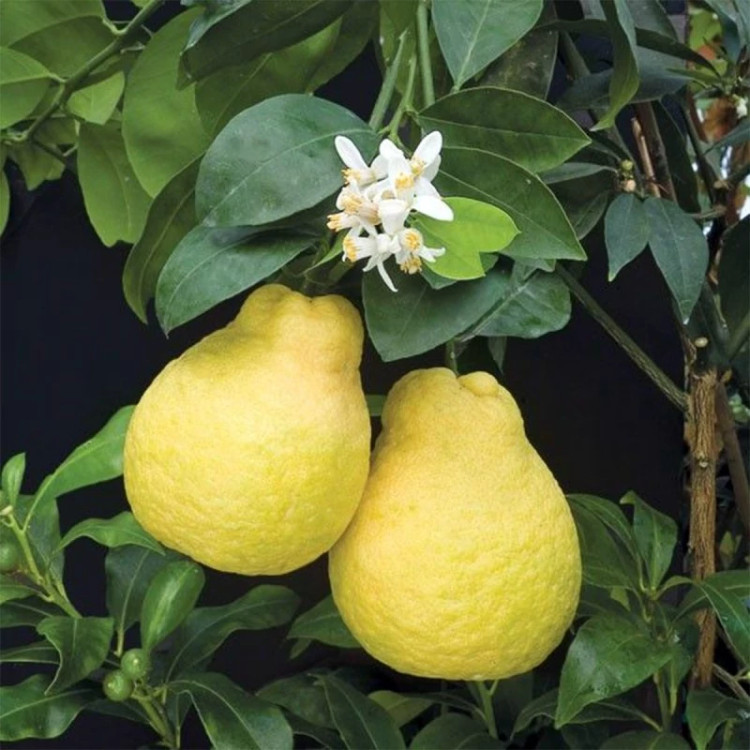 درخت لیموترش گلابی