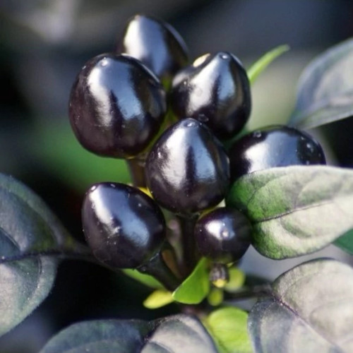 میوه فلفل مروارید سیاه