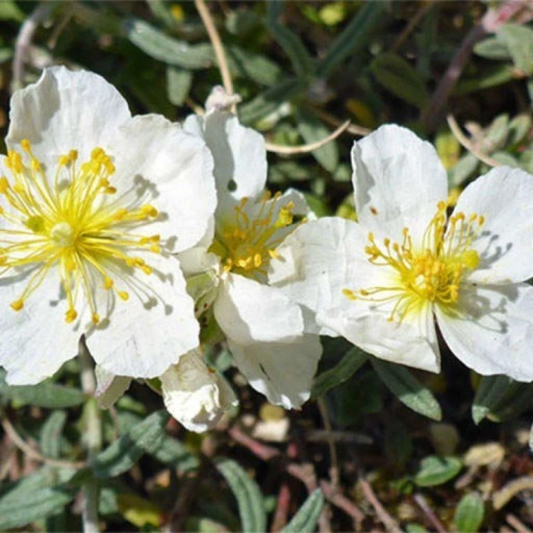 گل آفتابی از نزدیک