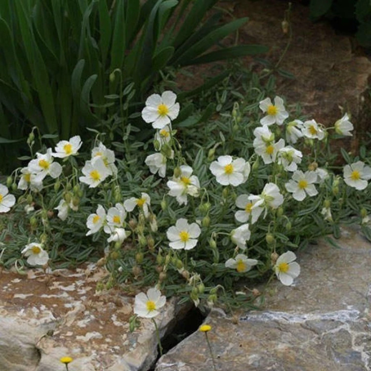 بوته گل آفتابی