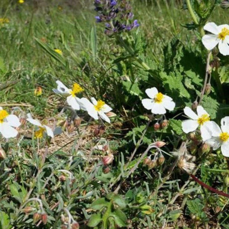 گلدان گل آفتابی