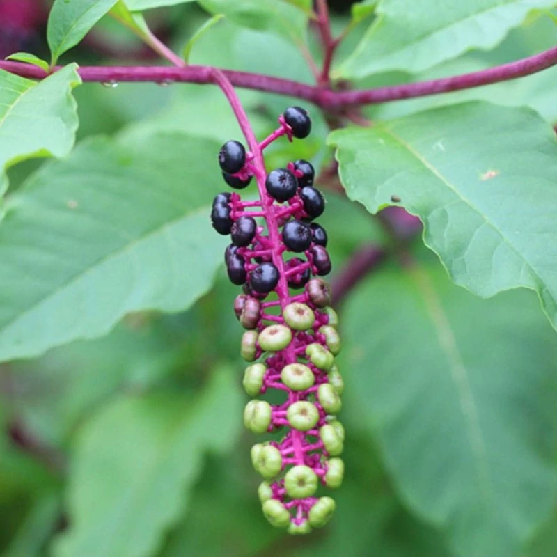 بذر سرخاب کولی 10 عددی