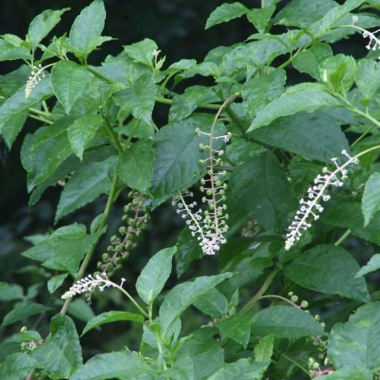 برگ سرخاب کولی