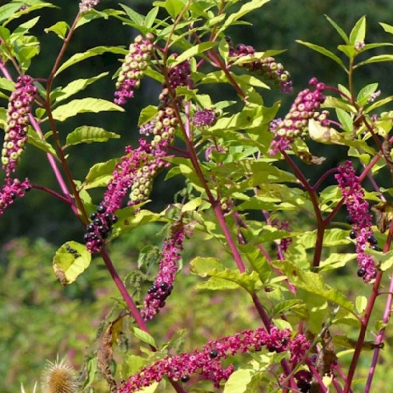 شاخه جوان سرخاب کولی