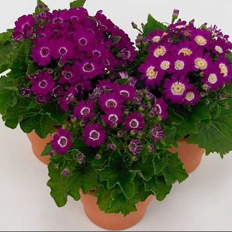 گل سینره