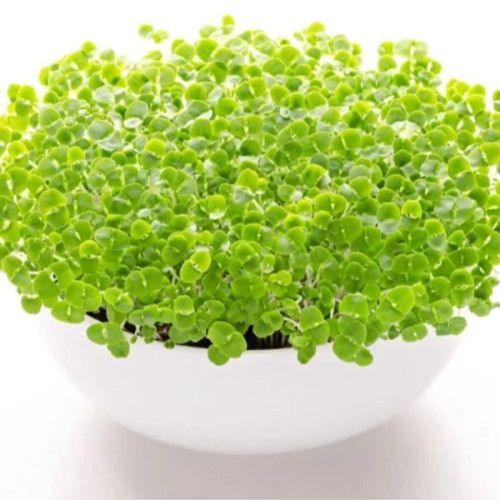 گلدان میکروگرین ریحان سبز