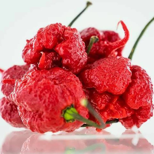 فلفل کارولینا بسیار تند