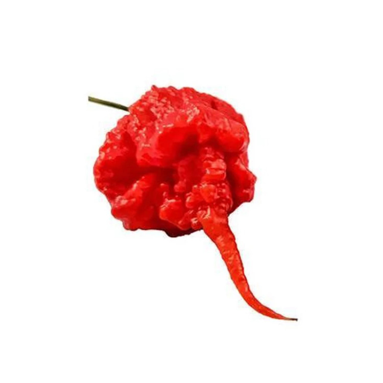 میوه فلفل کارولینا بسیار تند