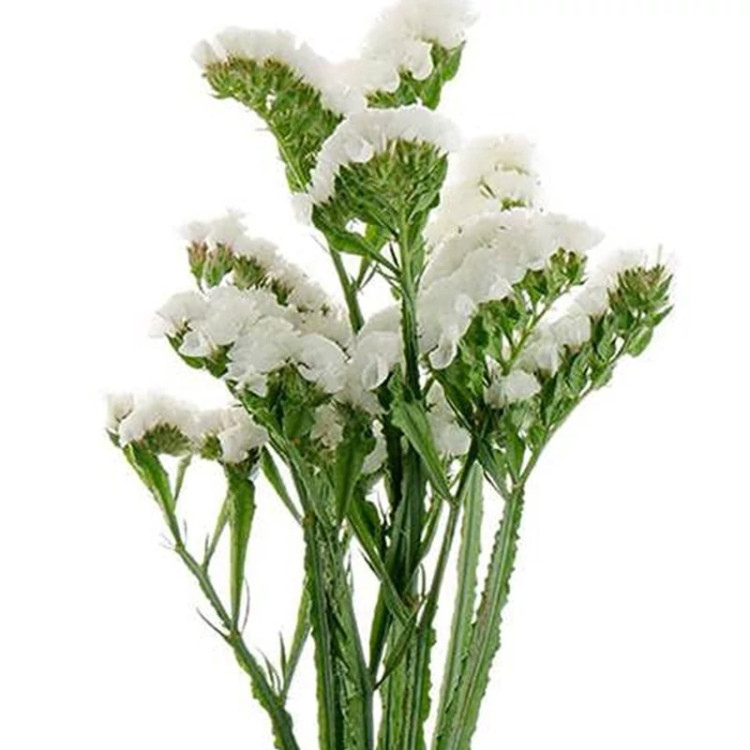 گل لیمونیوم سفید شاخه بریده