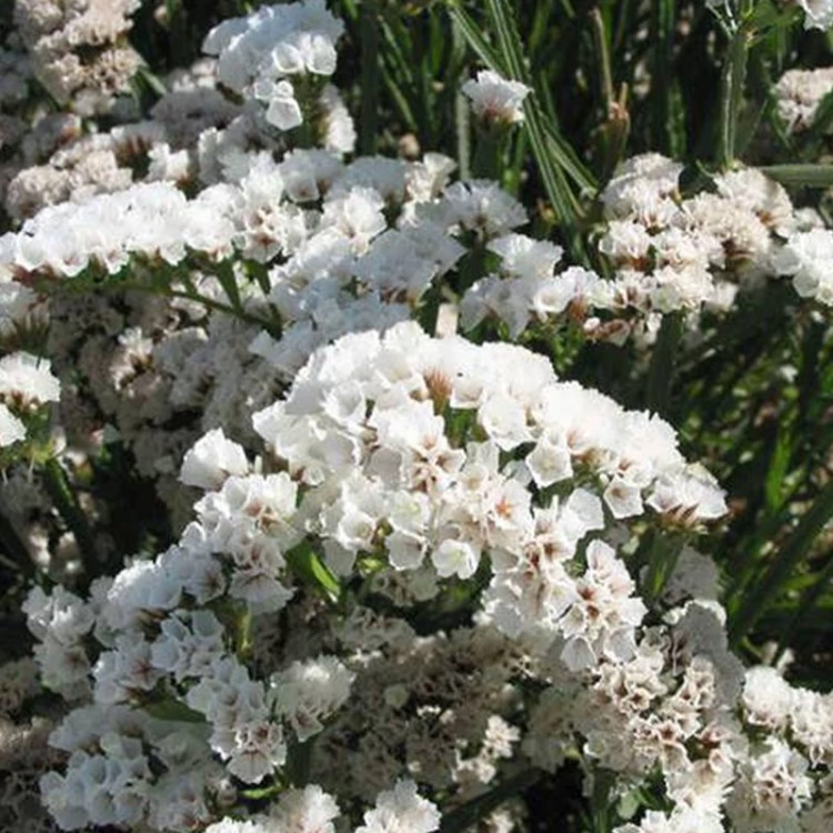 گل لیمونیوم سفید