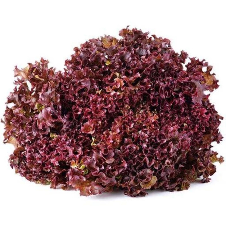 کاهو سالاد بول قرمز از نمای روبرو