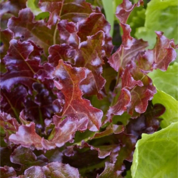 کاهو سالاد بول قرمز از نمای نزدیک