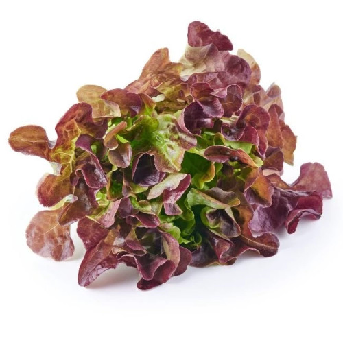 کاهو سالاد بول قرمز