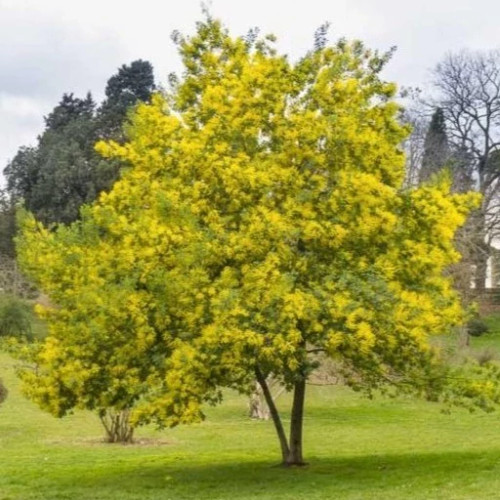 درخت آکاسیا برگ خنجری