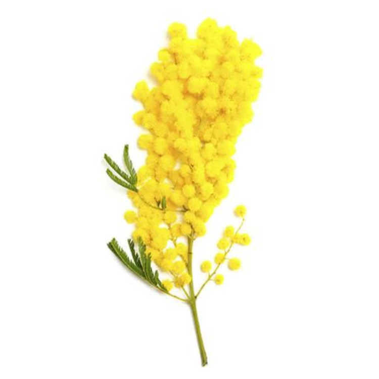 شاخه درخت آکاسیا برگ خنجری