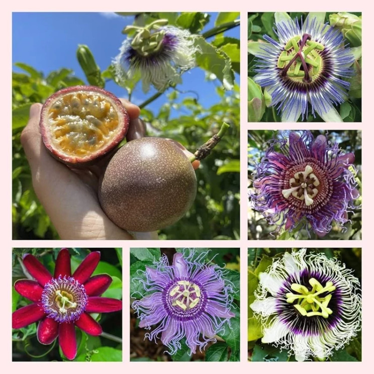 پیچ گل ساعتی میکس