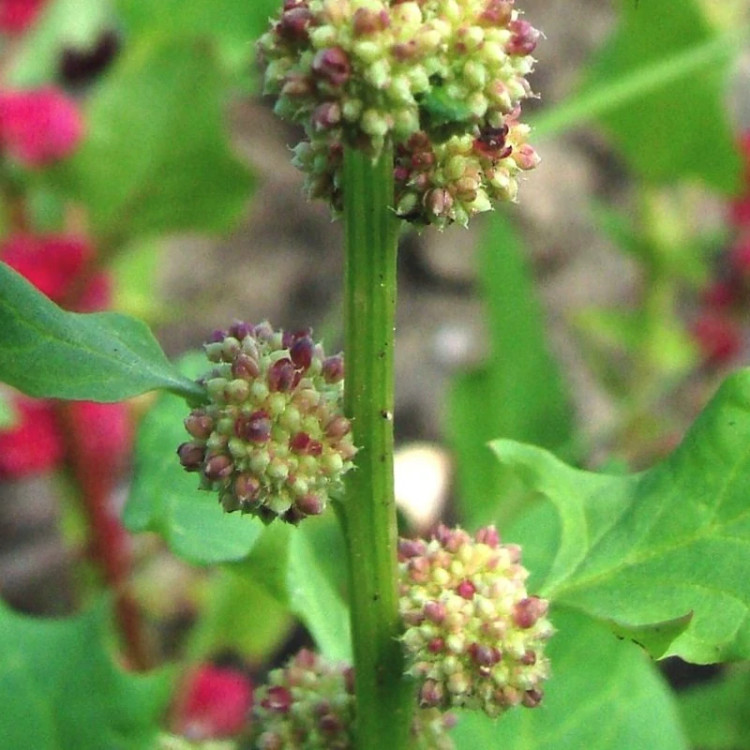 میوه توت فرنگی بلایت