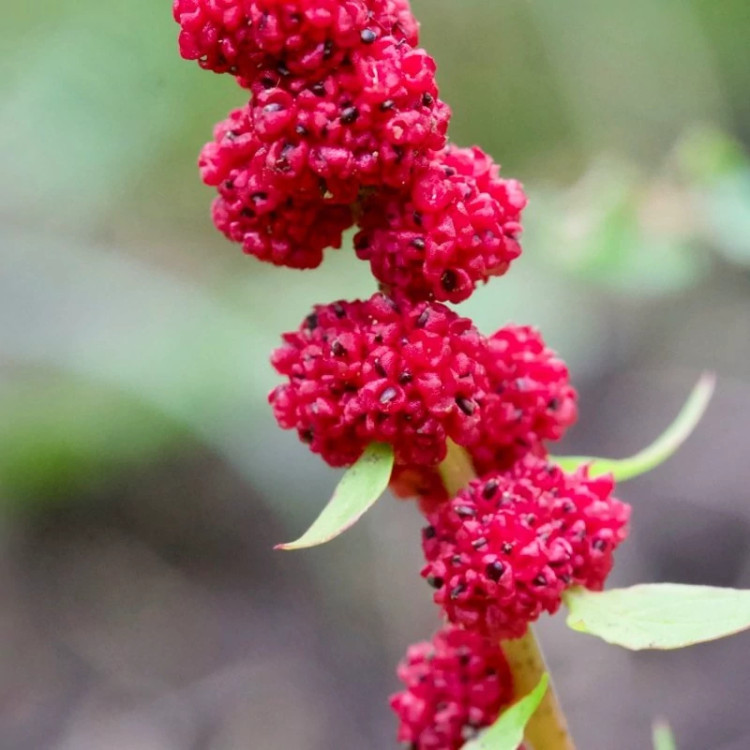 شاخه توت فرنگی بلایت