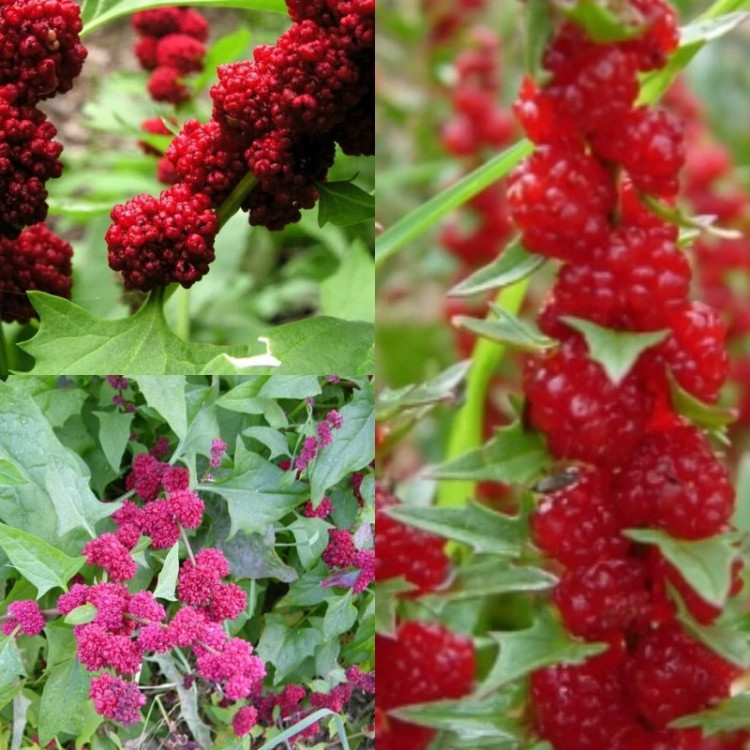 بوته توت فرنگی بلایت