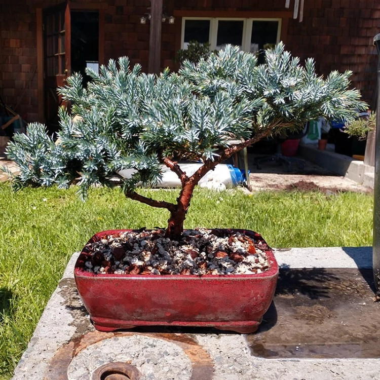 بن سای جونی پروس آبی