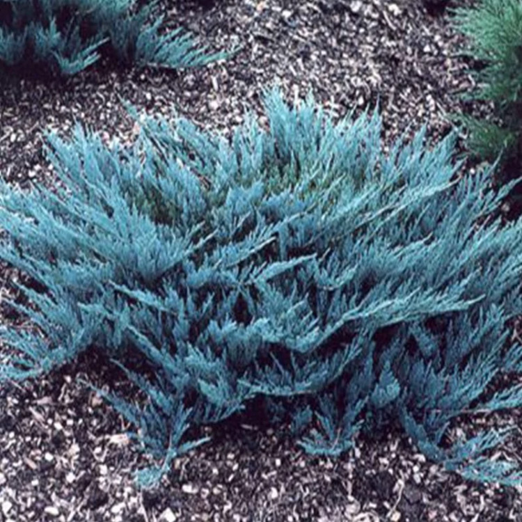 جونی پروس آبی