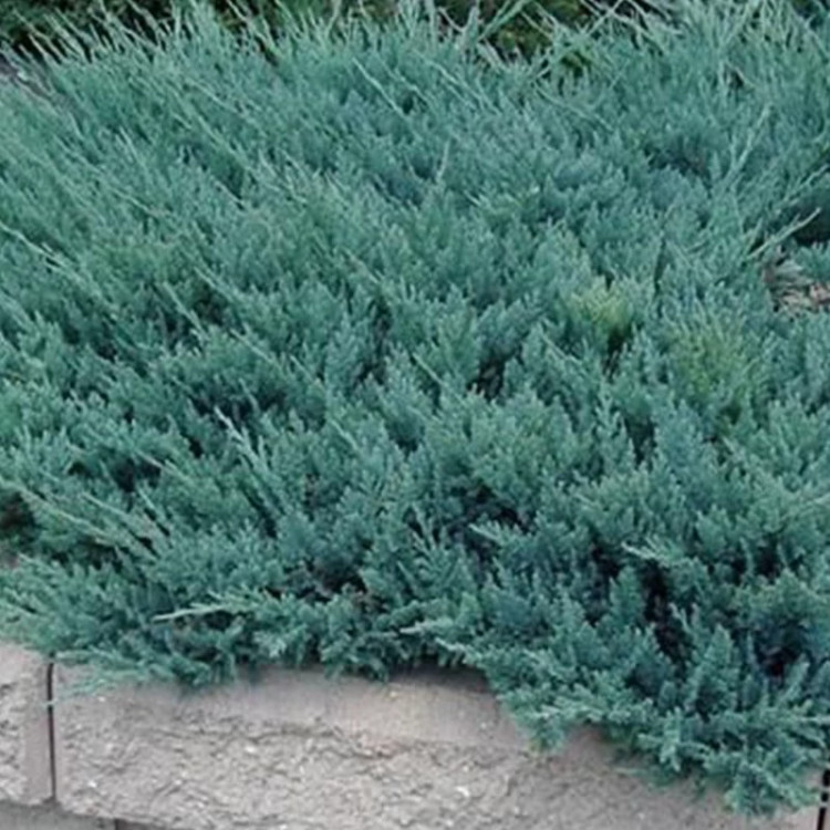 درختچه جونی پروس آبی