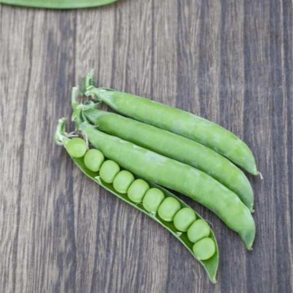 نخود فرنگی سنادور از نمای روبرو