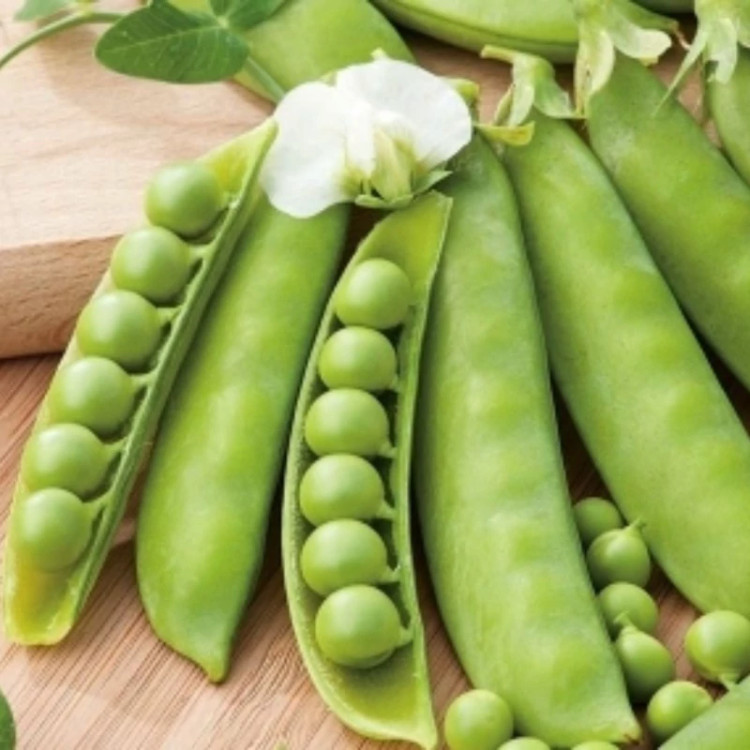 نخود فرنگی سنادور