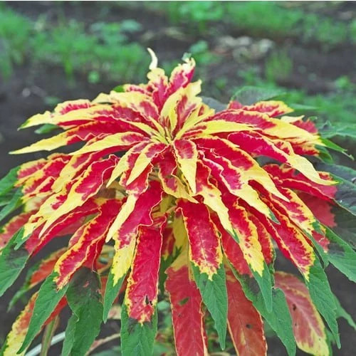 گل آمارانتوس ابلق از نزدیک