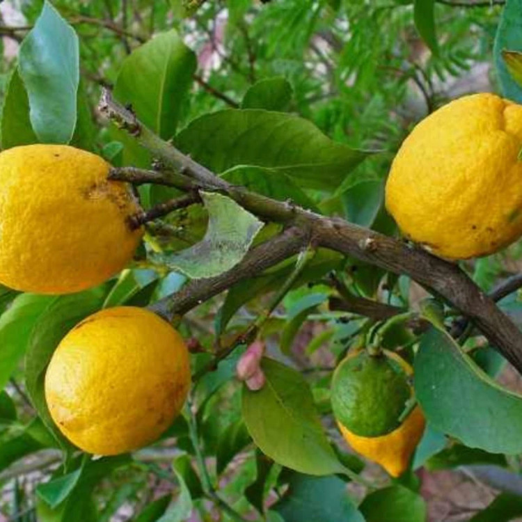درخت بالنگ