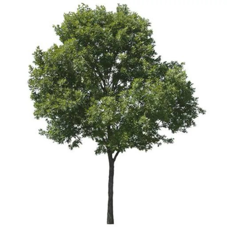 درخت داغداغان از نزدیک