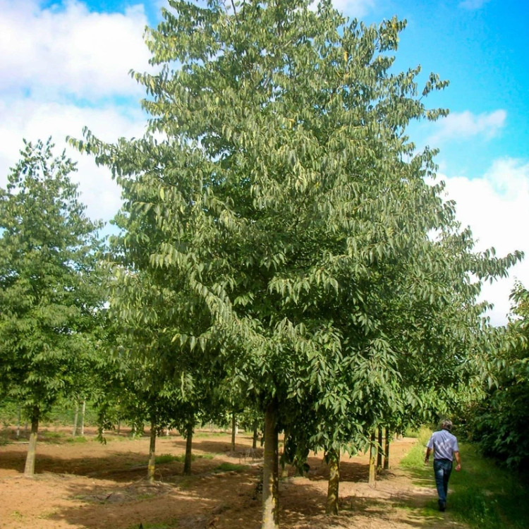 درخت داغداغان بزرگ
