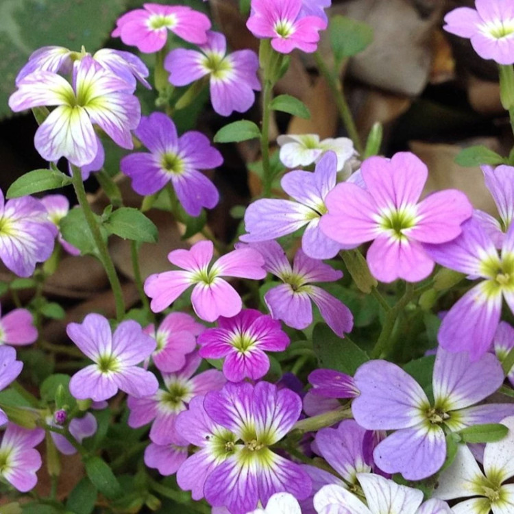 گل شب بو ماهون میکس