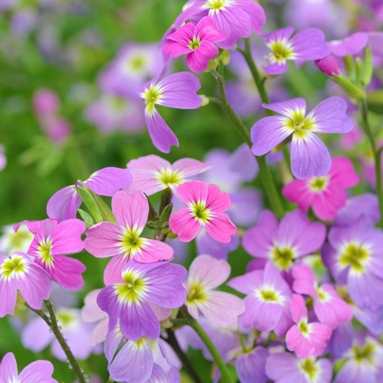 بوته گل شب بو ماهون میکس