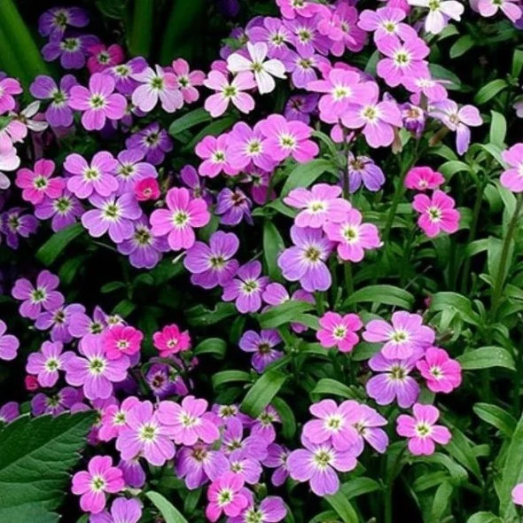 شاخه گل شب بو ماهون میکس