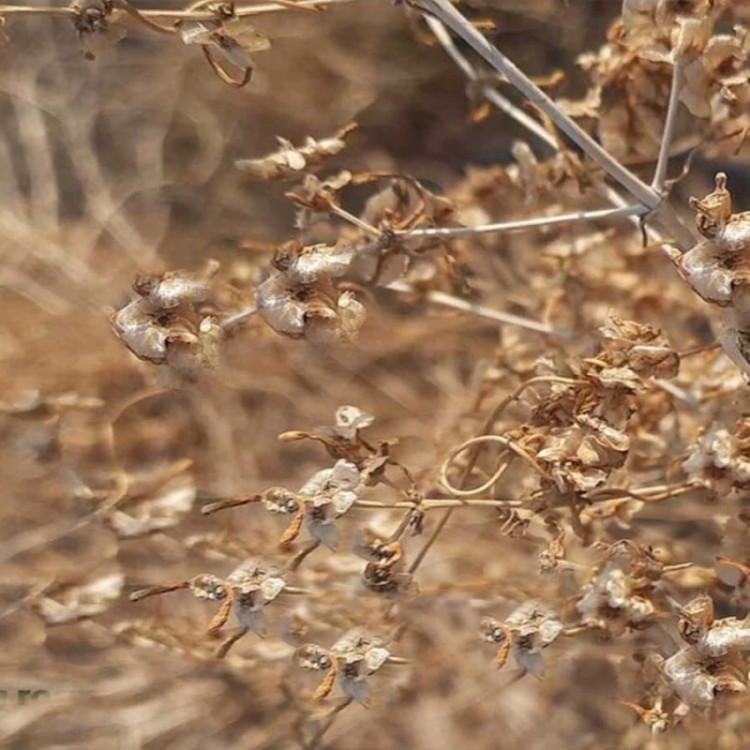 بوته شب بوی بیابانی (گیاه قلم)