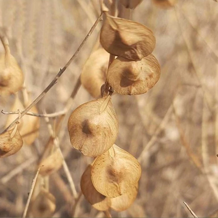 شب بوی بیابانی (گیاه قلم)