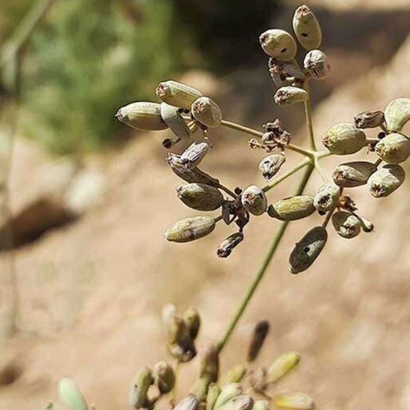 شاخه سازو واش البرزی