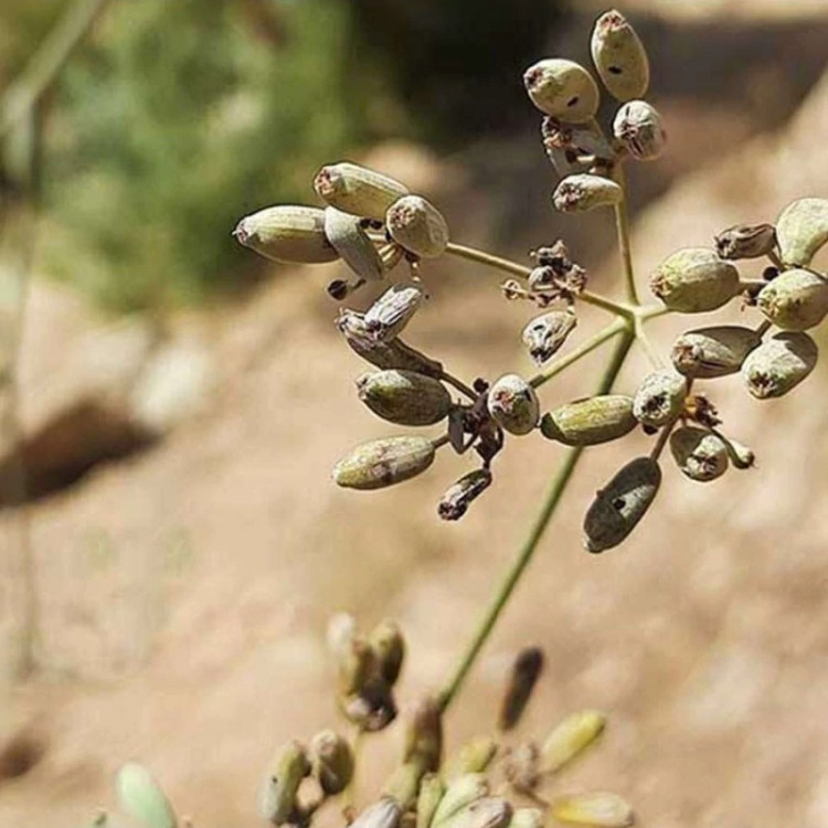 شاخه سازو واش البرزی