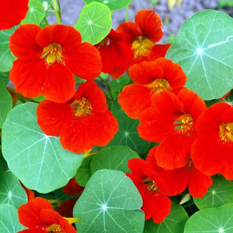 گل لادن قرمز