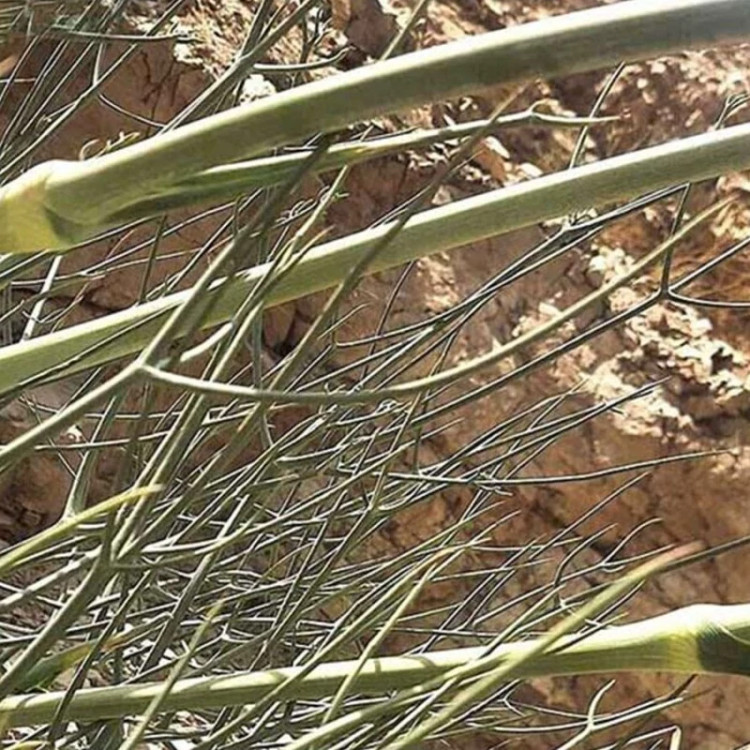 سازو واش البرزی