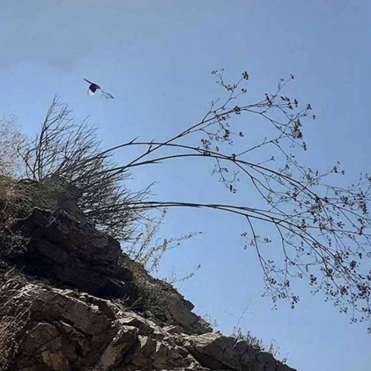 سازو واش البرزی صحرایی