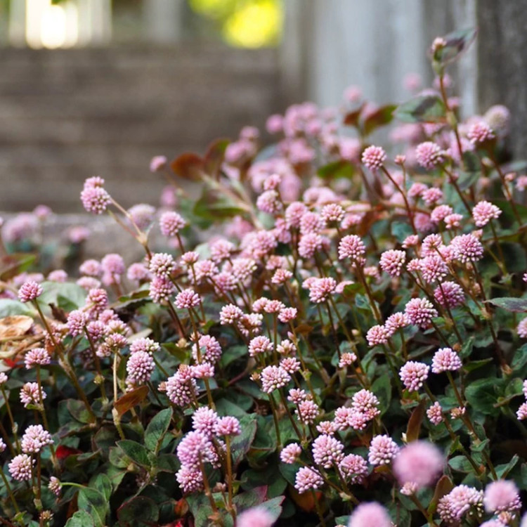 بوته گل آویز گره گره