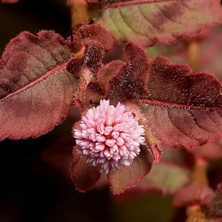 گل آویز گره گره