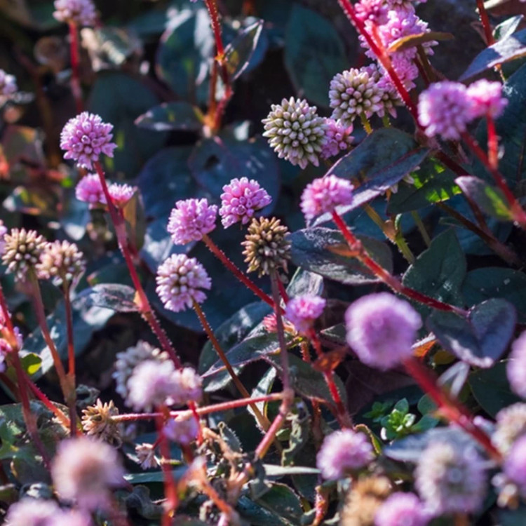 شاخه گل آویز گره گره